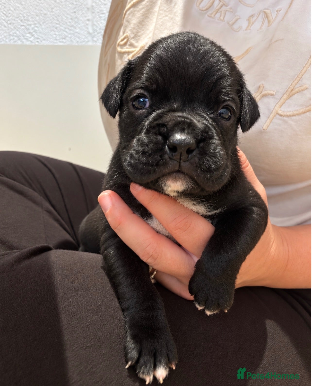 Boxer dogs for sale: 8 Beautiful Boxer puppies - Advert 11