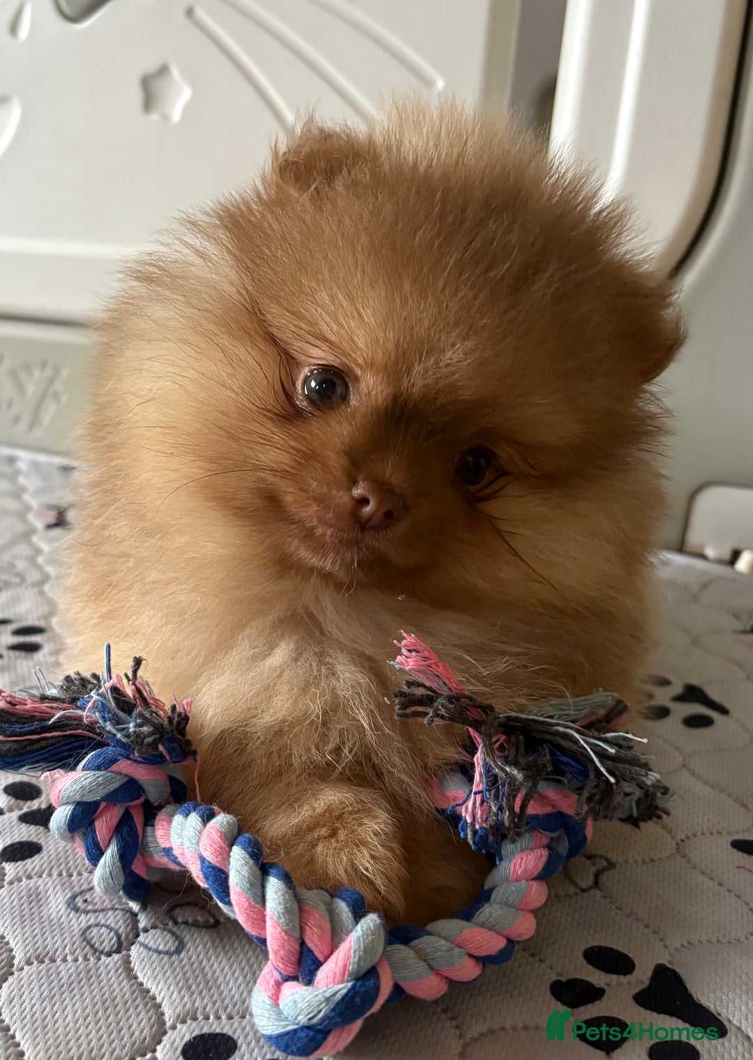 Pomeranian dogs for sale: Chocolate sable pomeranian - Advert 3