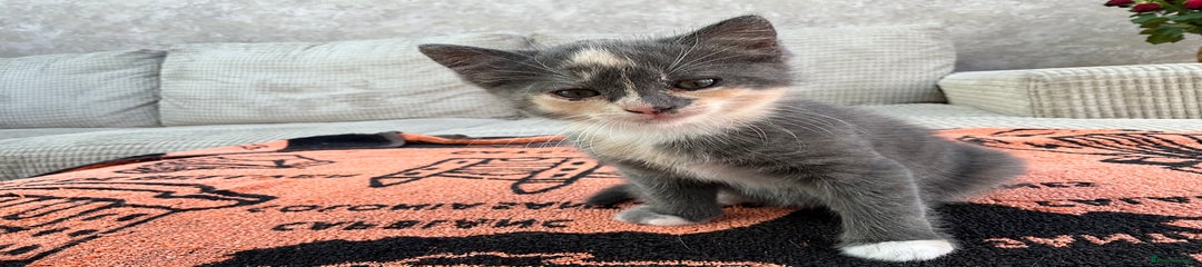 Mixed Breed grey girl Kitten 2