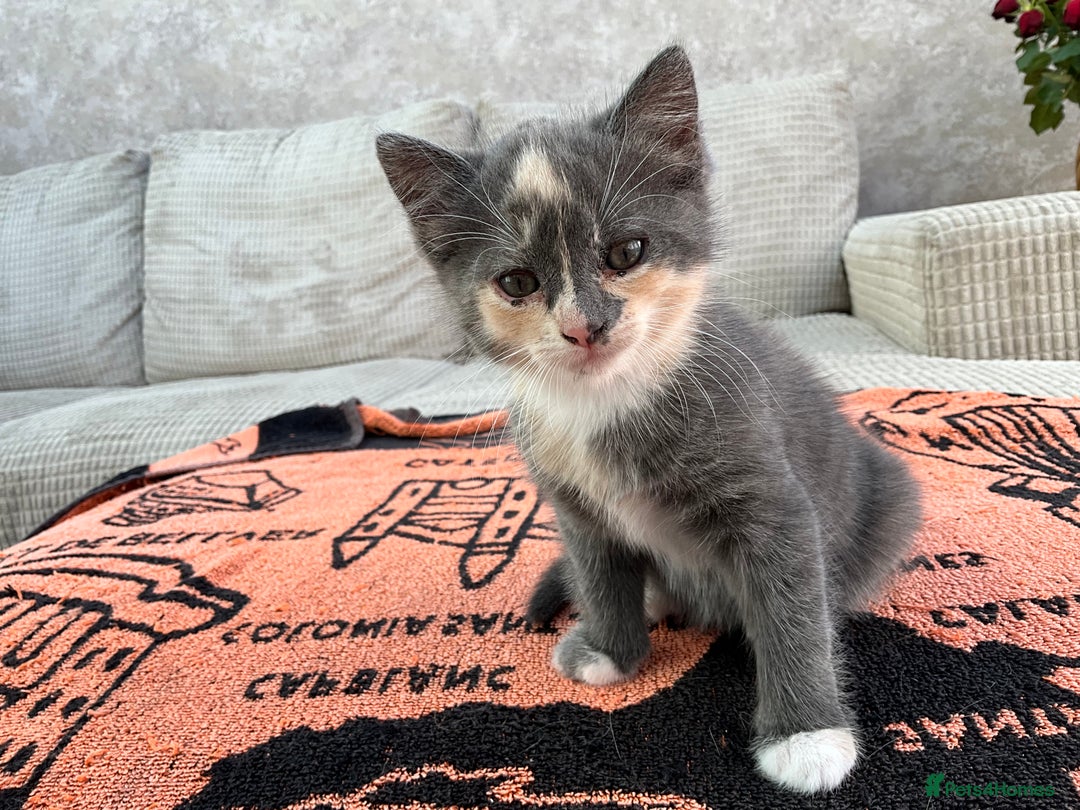 Mixed Breed cats for sale:  Two Adorable Kittens Looking for a Loving Home  - Image 4