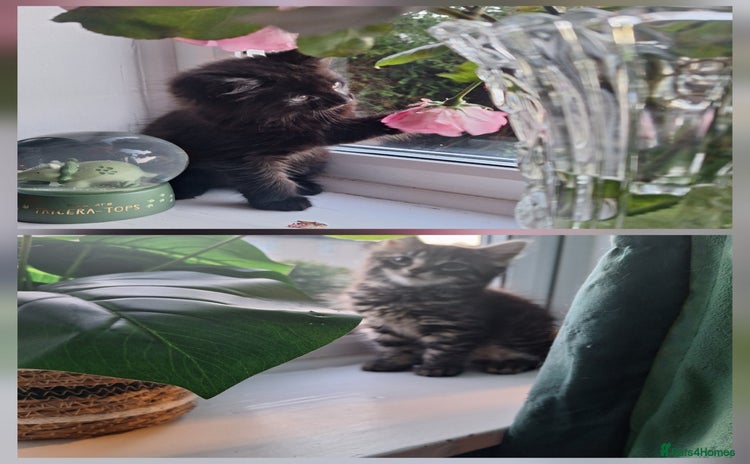 Domestic Shorthair cats - Advert 3