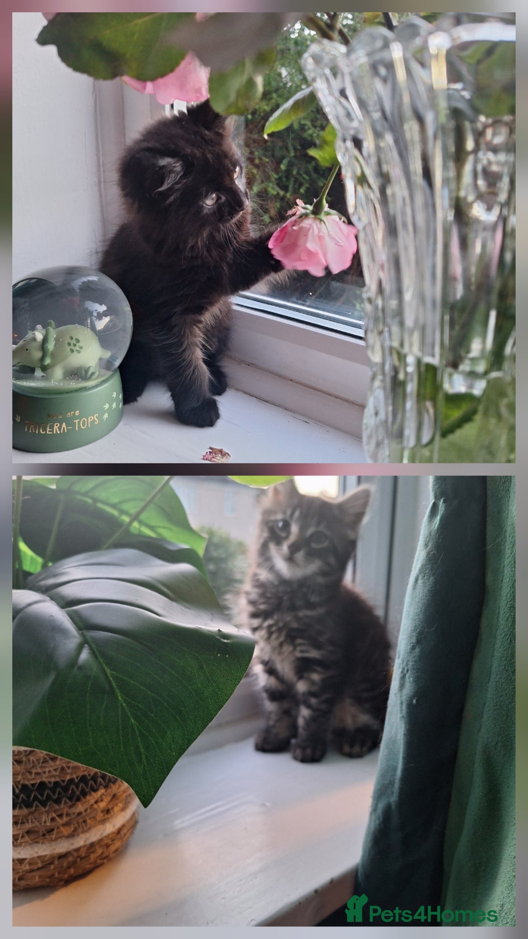 Domestic Shorthair cats for sale: 2 male kittens ready to leave today!  - Image 1