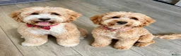 Australian Labradoodle dogs for sale: 💎 Australian Labradoodle Puppies - Advert 8