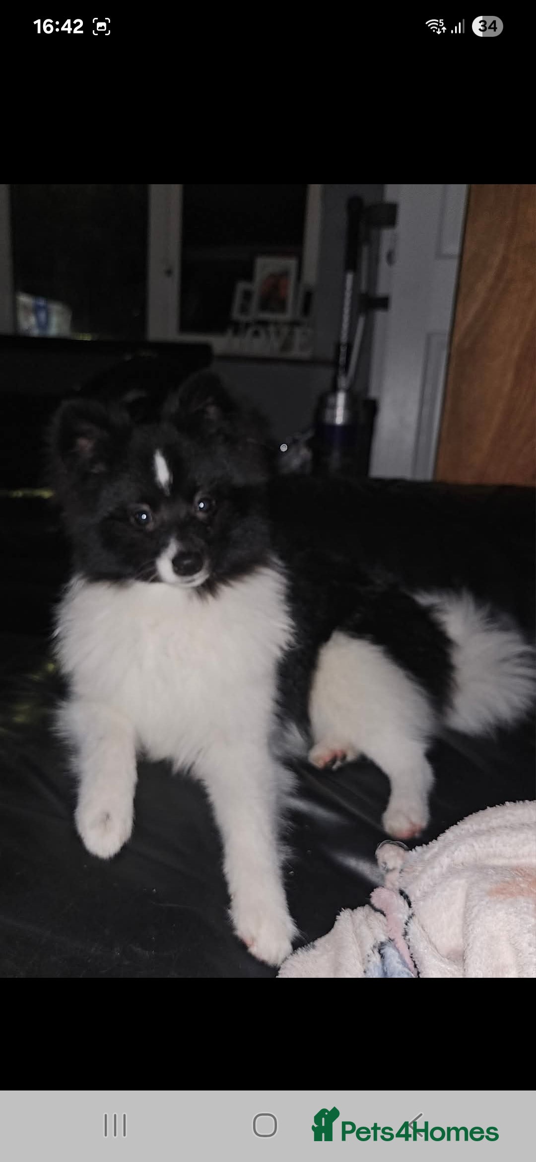 Pomeranian dogs for sale: 1 year old pom - Image 2
