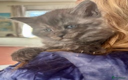 Mixed Breed cats for sale: Maine-coon / Ragdoll Kittens  - Image 6