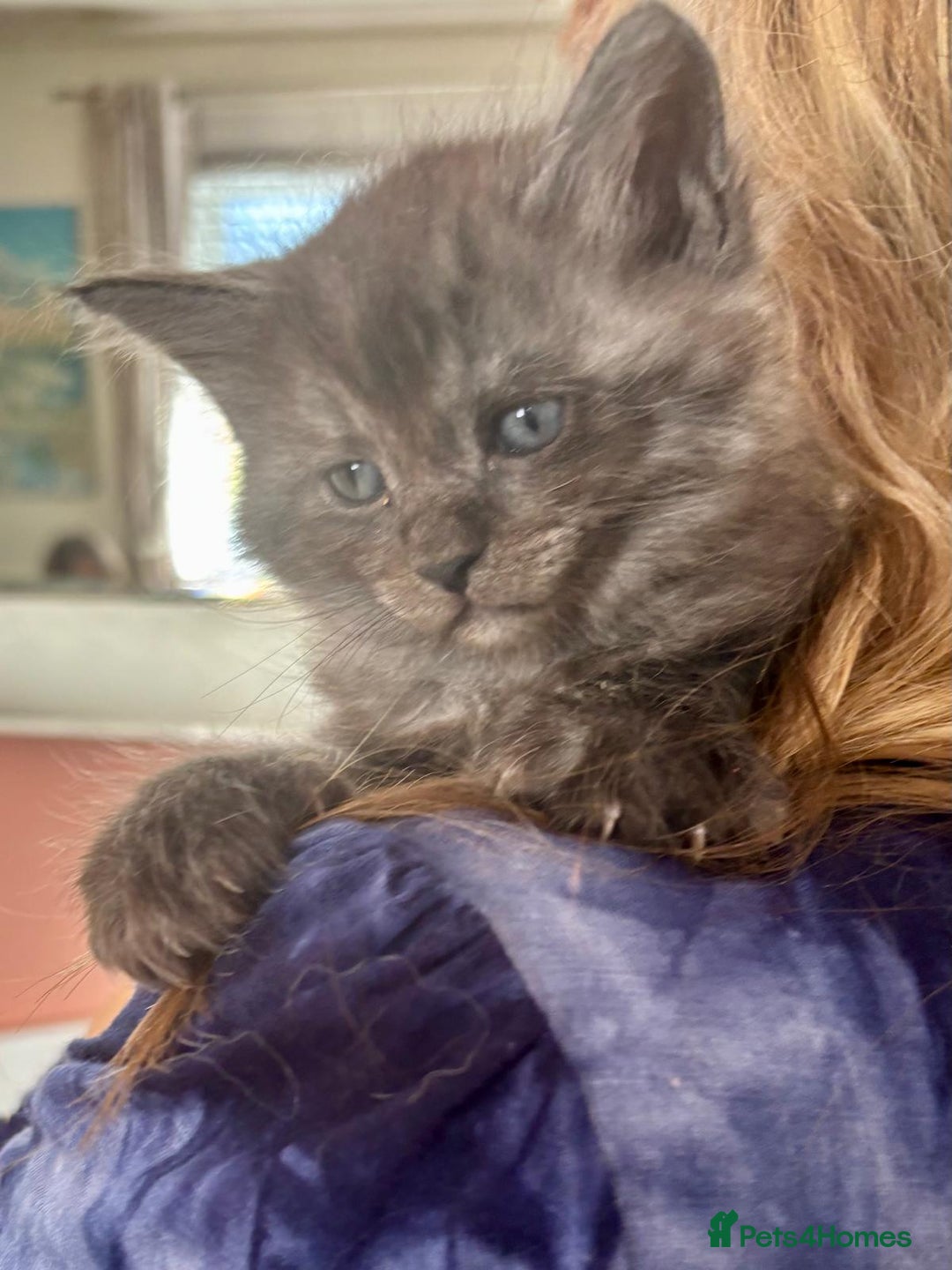 Mixed Breed cats for sale: Maine-coon / Ragdoll Kittens  - Image 6