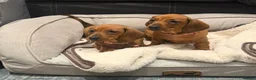 Dachshund dogs for sale: Outstanding show quality standard smooth dachshund - Advert 10