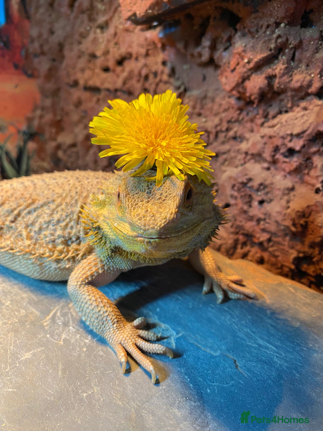 Leopard Gecko reptiles for sale: Female bearded dragon - Advert 1