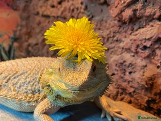 Leopard Gecko reptiles - Advert 7