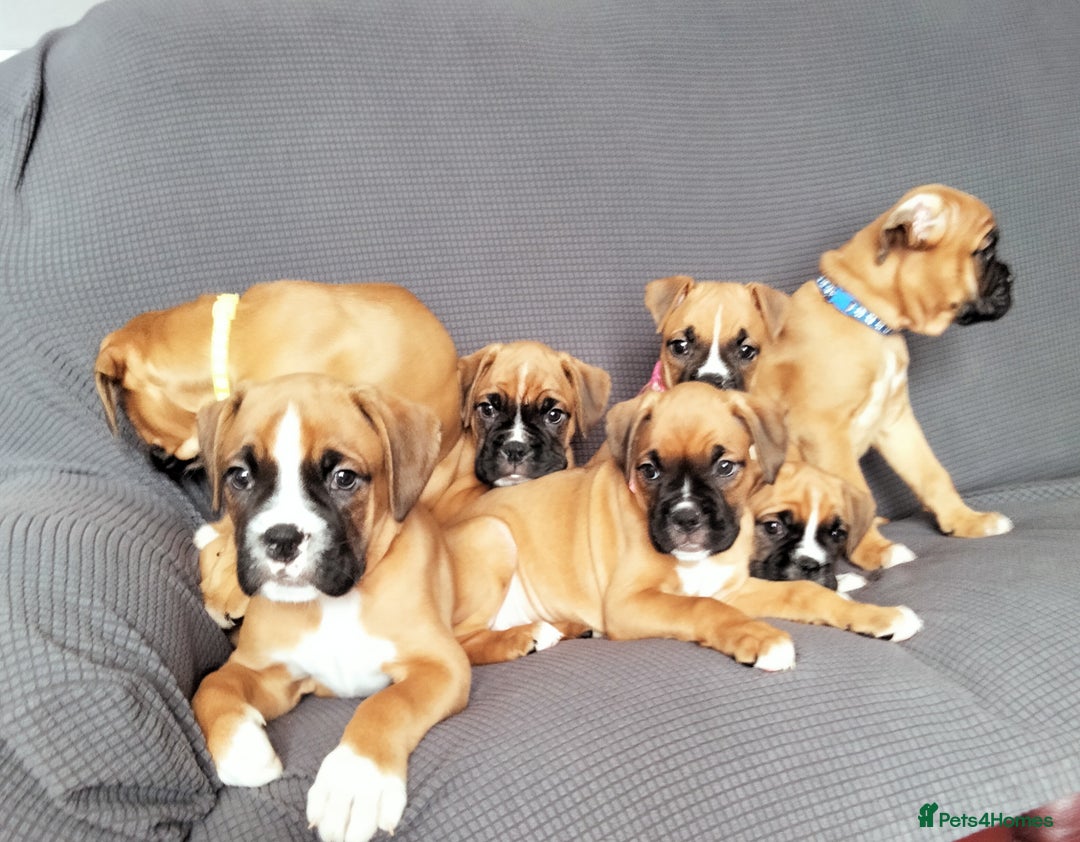 Boxer dogs for sale: Gorgeous Chunky Boxer Puppies  - Image 3