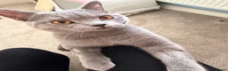 British Shorthair cats for sale: British blue male  - Advert 4
