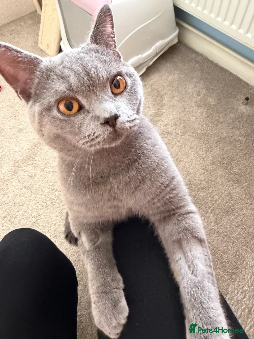 British Shorthair cats for sale: British blue male  - Advert 4