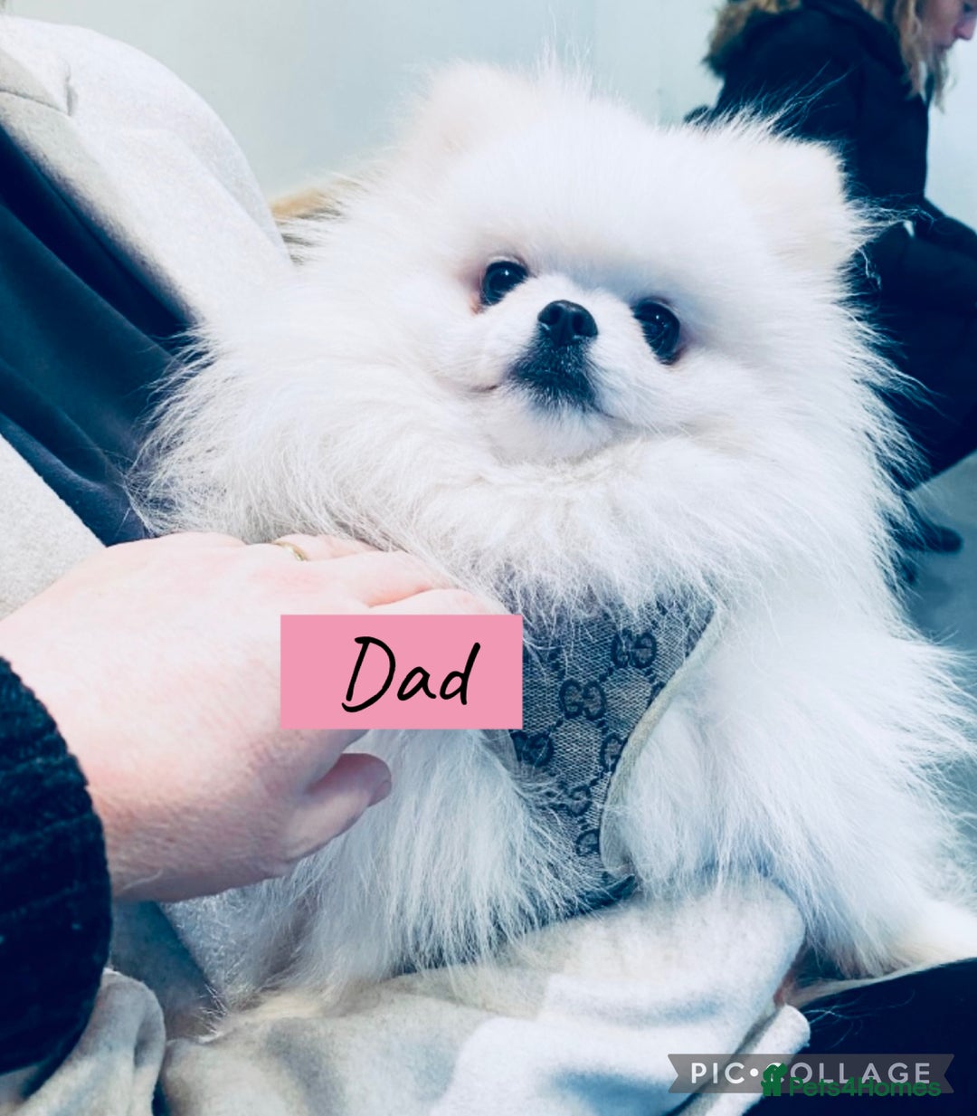 Pomeranian dogs for sale: Stunning Kc-reg boys 🌟🌟🌟🌟🌟 - Image 3