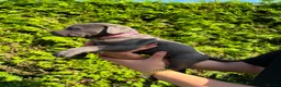Cane Corso dogs for sale: Cane Corso puppies - Advert 14