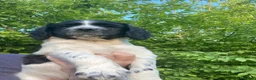 Sprocker dogs for sale: Sprocker Spaniel puppies  - Advert 19