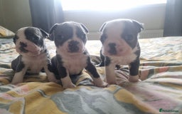 Boston Terrier dogs for sale: Last remaining Blue Boston girl - Image 18