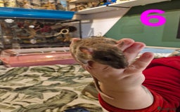Rat rodents for sale: 9 beautiful girls - Image 19