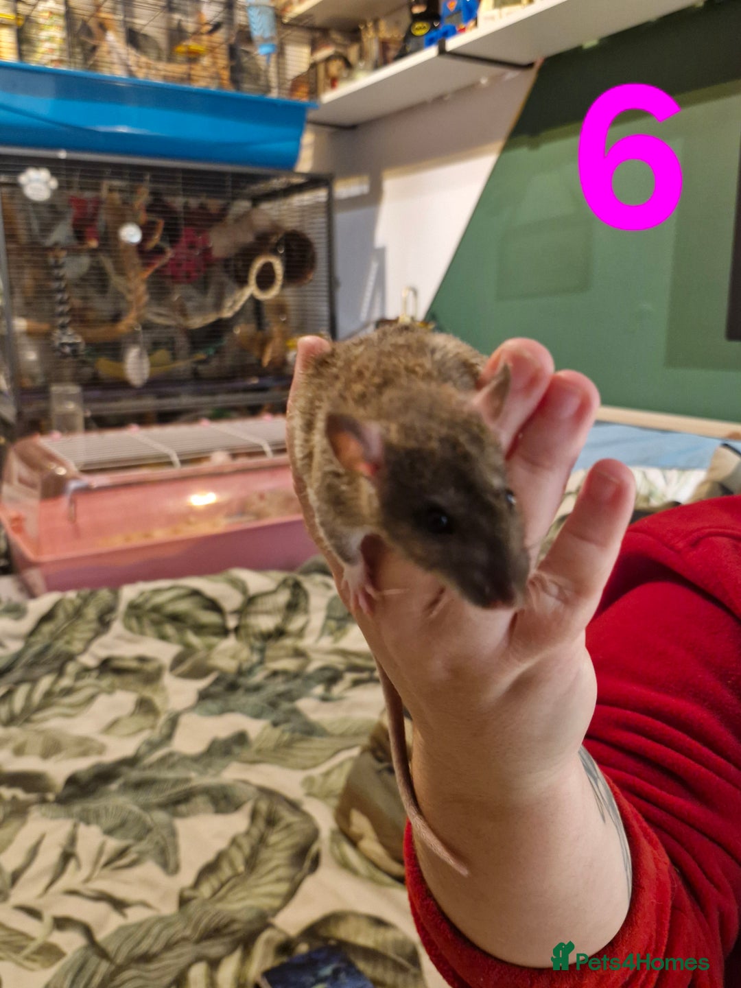 Rat rodents for sale: 9 beautiful girls - Image 19