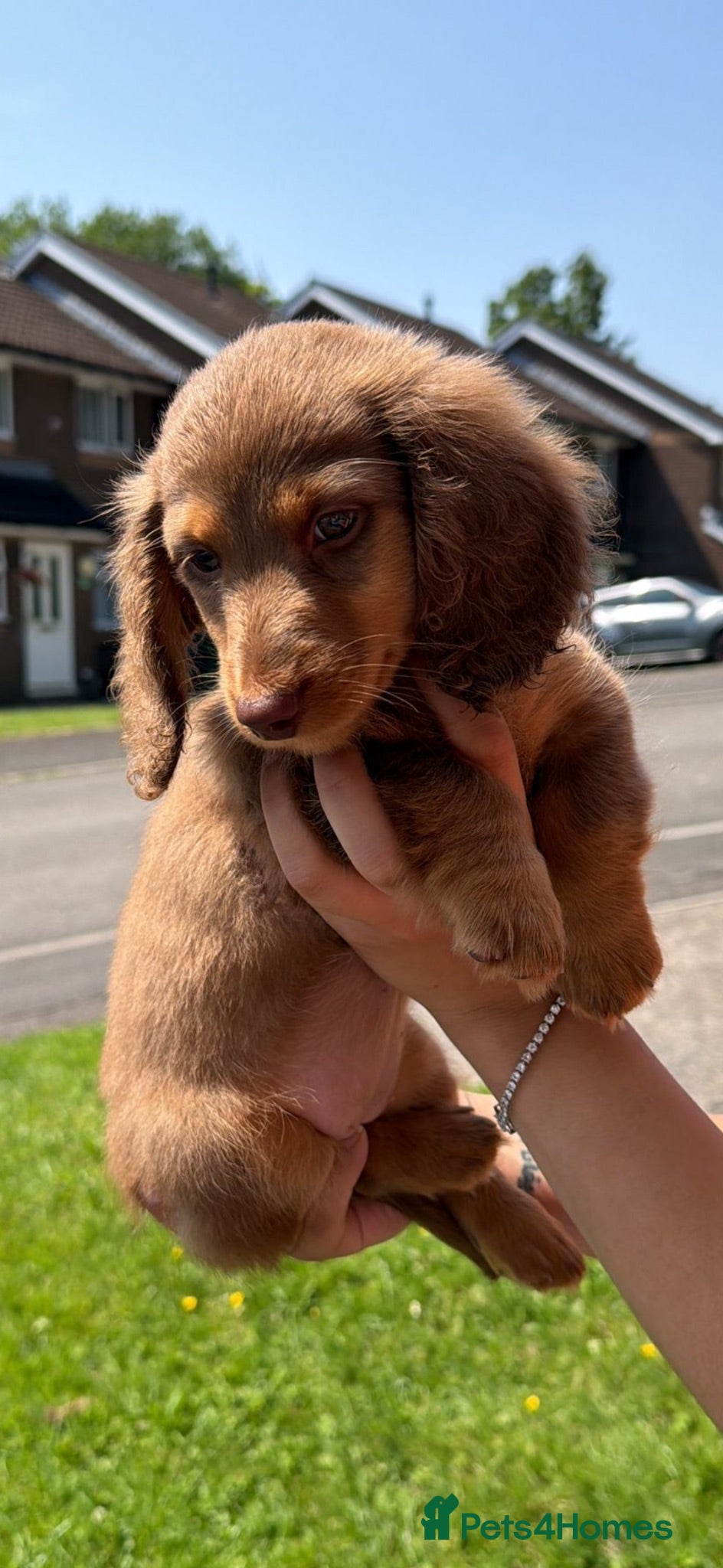 Miniature Dachshund dogs ✨LAST FEMALE miniature longhair dachshund  - Advert 10