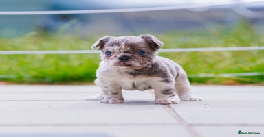 French Bulldog dogs - Advert 15