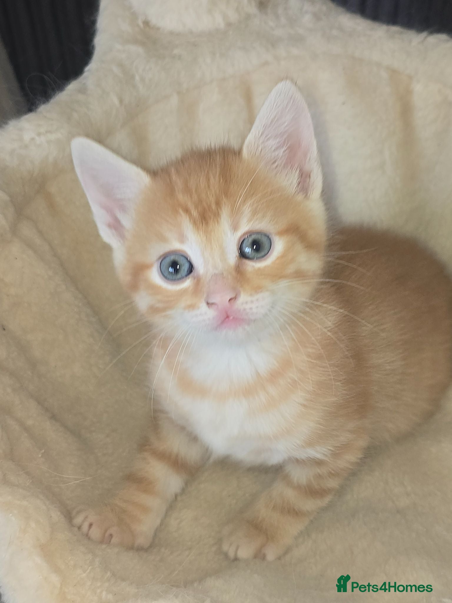 Mixed Breed cats Beautiful ginger boy kitten - Advert 1