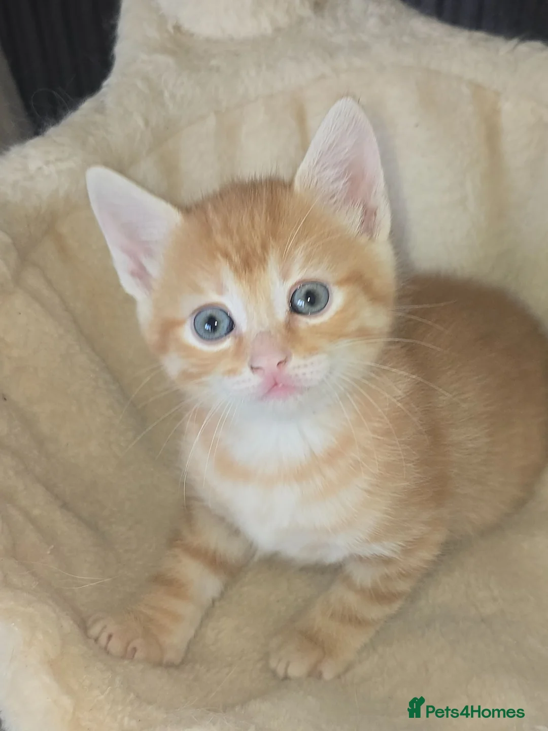 Mixed Breed cats for sale: Beautiful ginger boy kitten - Advert 1