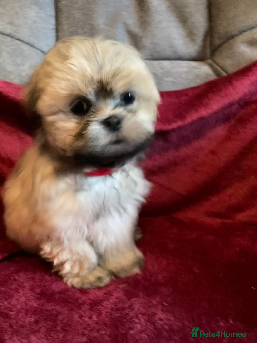 Lhasa Apso dogs for sale: Lhasa Apso Puppies 🐶  - Image 13