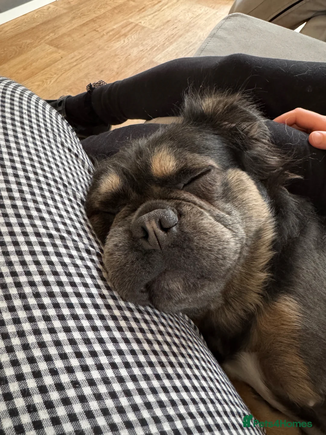 Frug dogs for sale: Bluey - 3 legged frug  - Advert 2