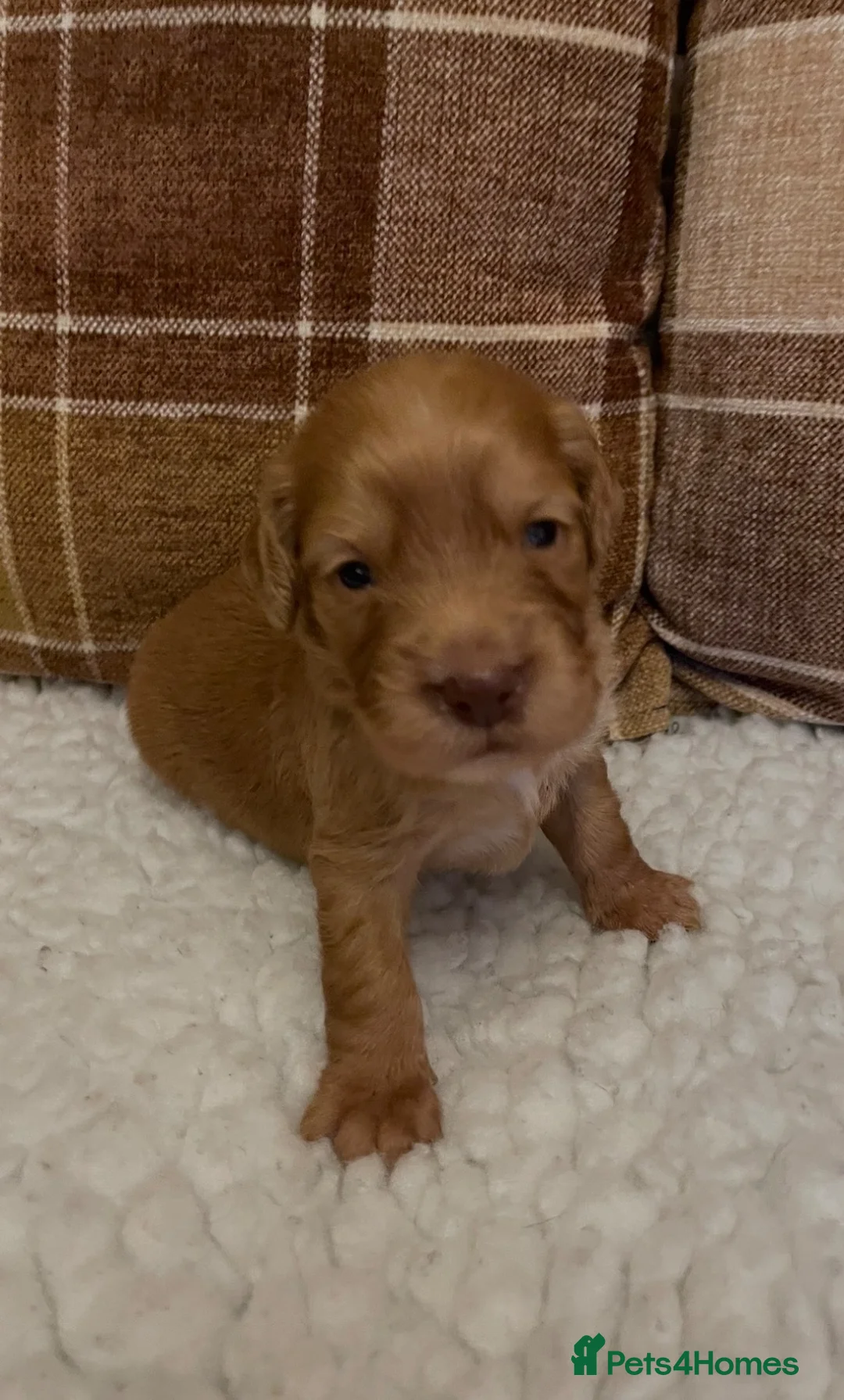 Cocker Spaniel dogs for sale: Beautiful litter of cocker spaniel puppies 🐾 - Advert 2