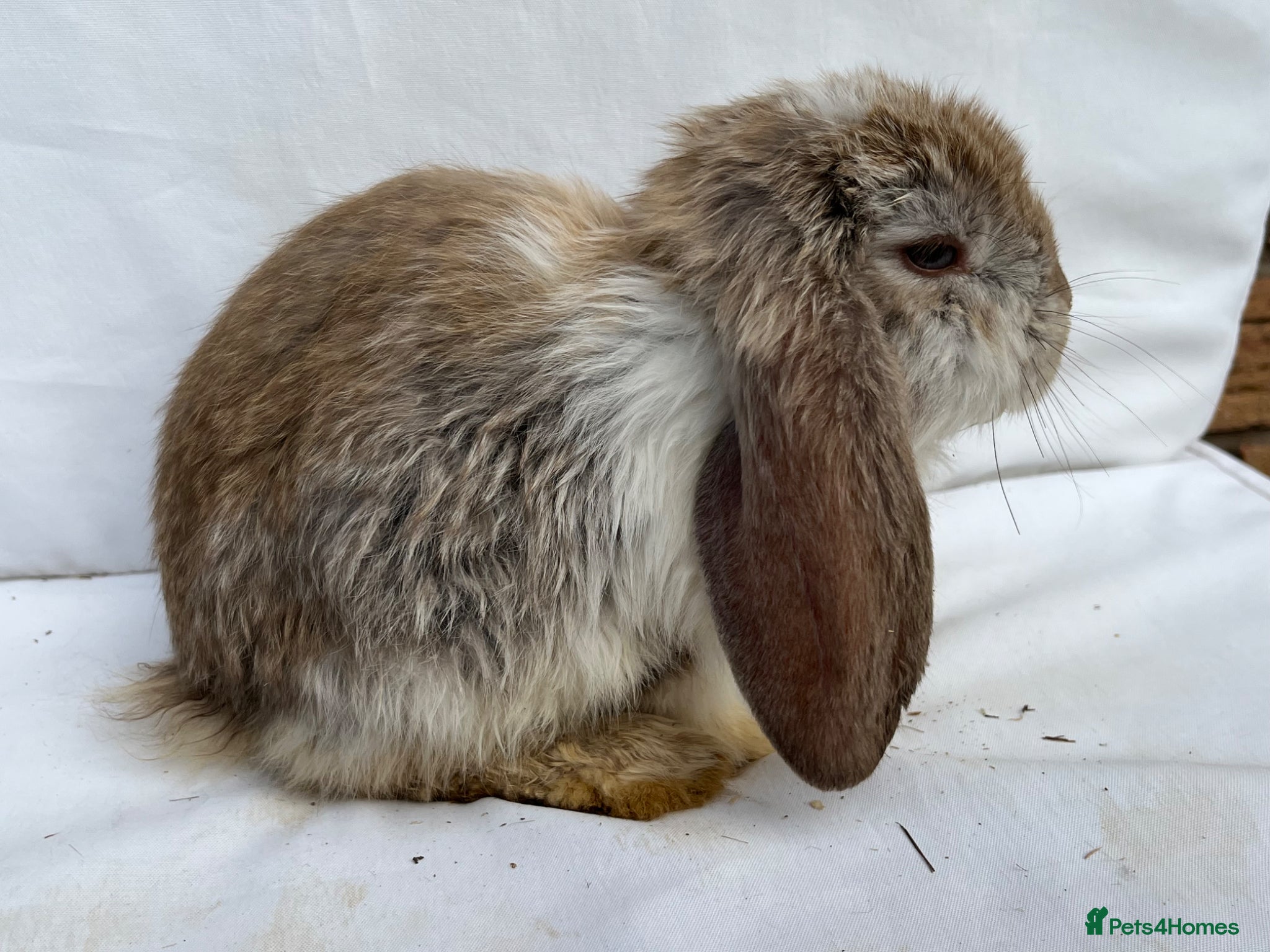 French Lop rabbits for sale: 🐰 Full breed French Lops Ready to Leave 🐰 - Advert 18