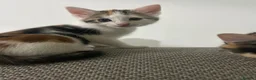 Mixed Breed cats for sale: 6 adorable kittens - Advert 4