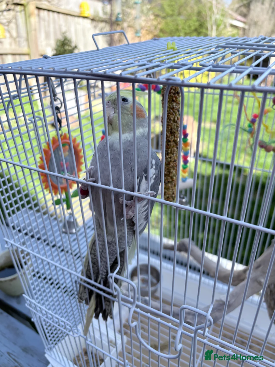 Cockatiels birds for sale: Ringed 10 month old male Cockatiel  in Stratford-upon-Avon - Advert 2