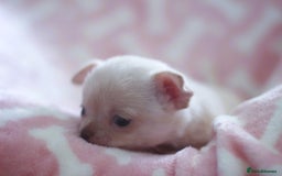 Chihuahua dogs for sale: Kc Registered Quality chihuahua puppies  - Image 15