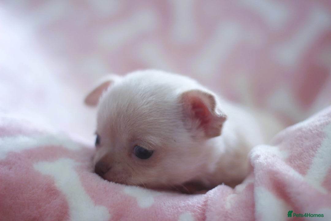 Chihuahua dogs for sale: Kc Registered Quality chihuahua puppies  - Image 15
