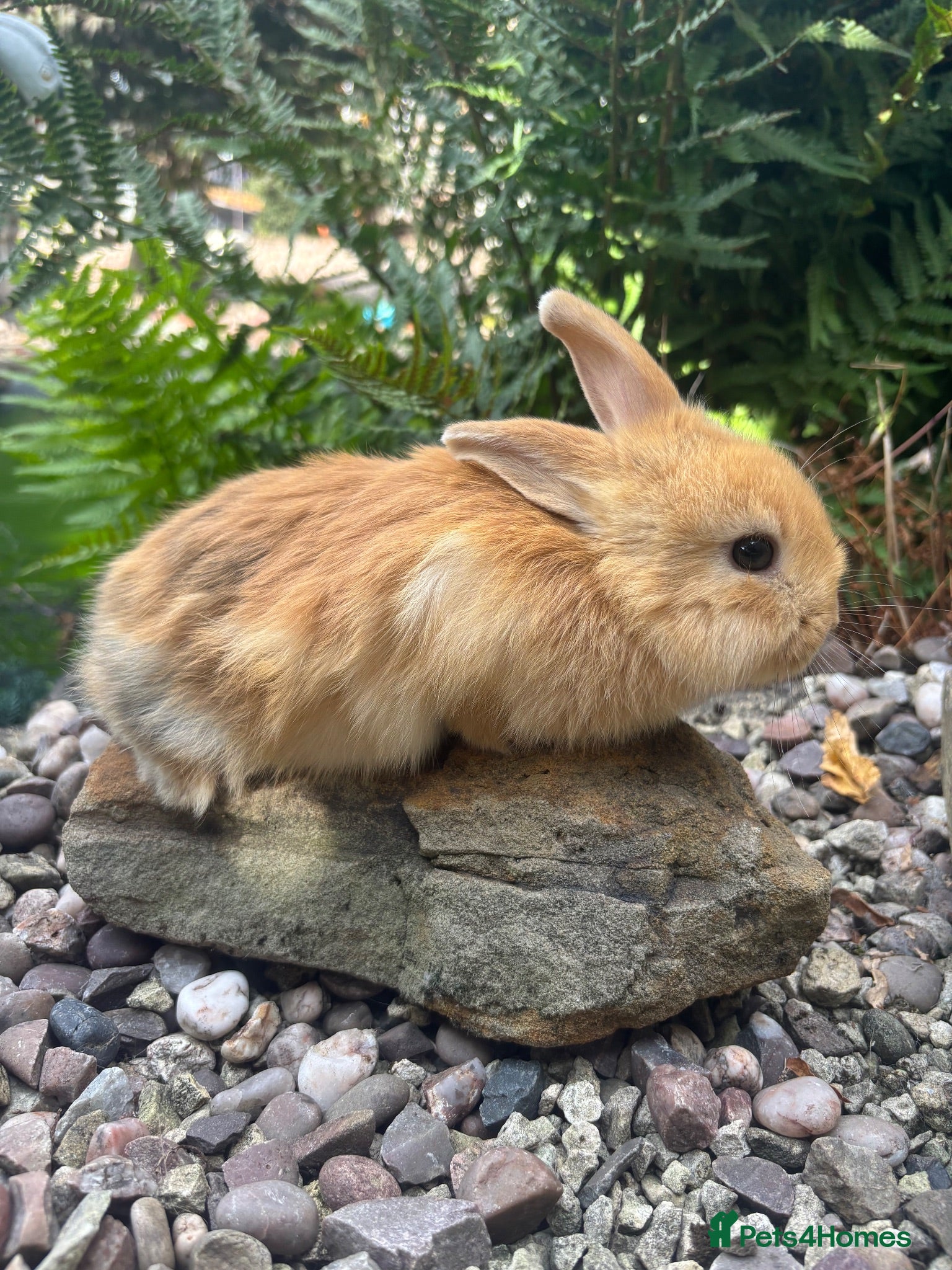 Mixed Breed rabbits Mini lop cross - orange / black  - Advert 2