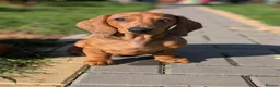 Dachshund dogs for sale: Champion Bloodline Standard Dachshund - Advert 9