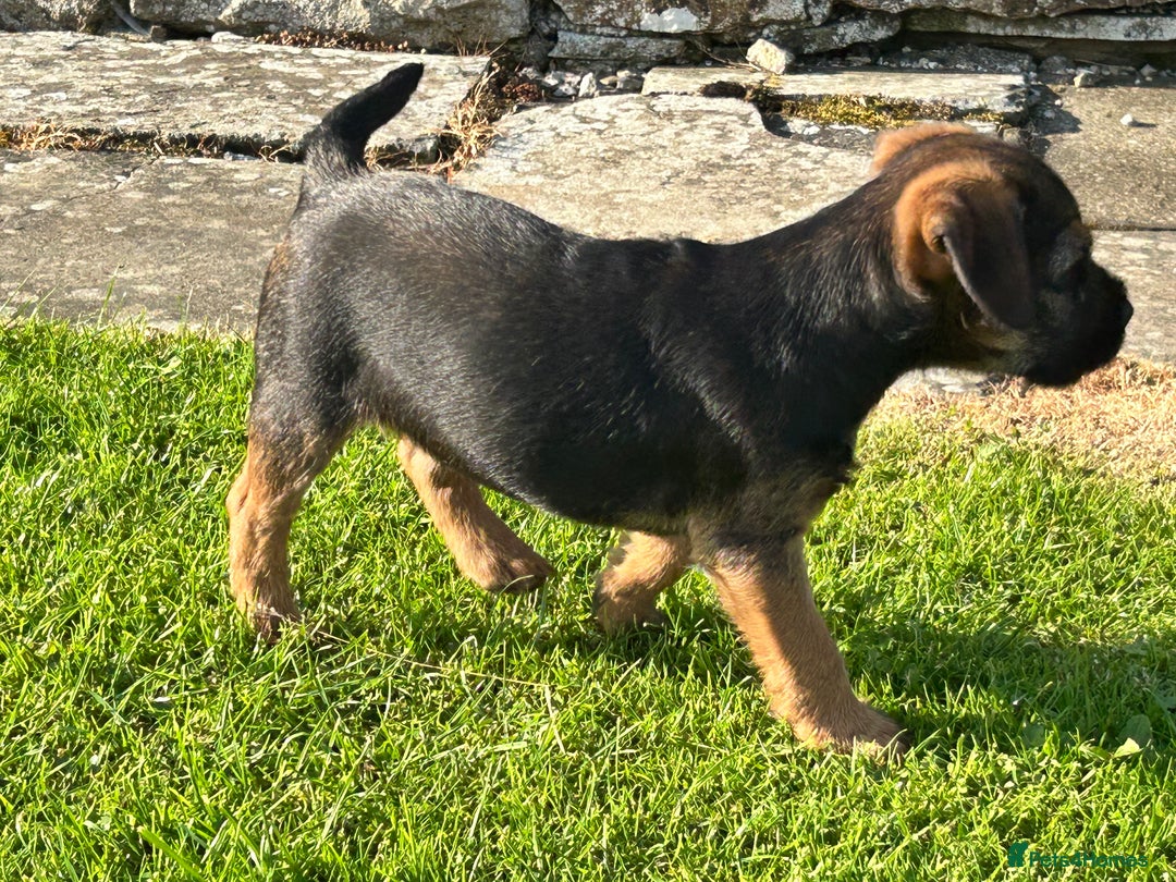 Kennel Club Dandie Dinmont Terrier Dog Breeds D Soft Coated