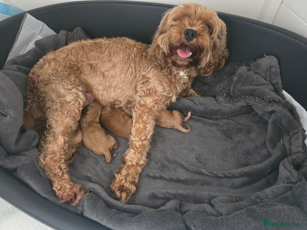 Cavapoo dogs for sale: Red F2B Cavapoo  - Image 1