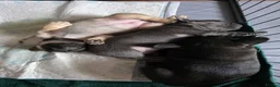 French Bulldog dogs for sale: 2 Beautiful KC registered girls - Advert 26