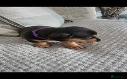 Mixed Breed dogs for sale: 1 Jack Russell x mini dashound puppies £800 - Image 6