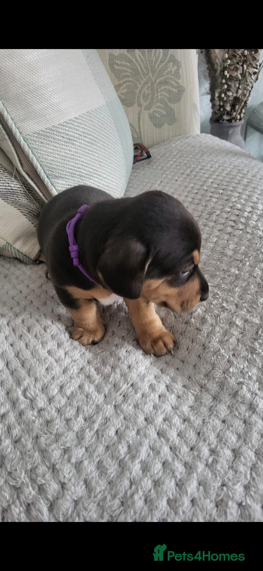 Mixed Breed dogs for sale: 1 Jack Russell x mini dashound puppies £800 - Image 6