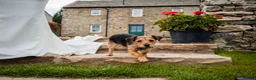 Jack Russell dogs for sale: Beautiful Black and Tan Jack Russell Puppies in Loughborough - Advert 3