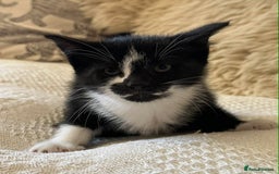 Mixed Breed cats for sale: Kittens  - Advert 9