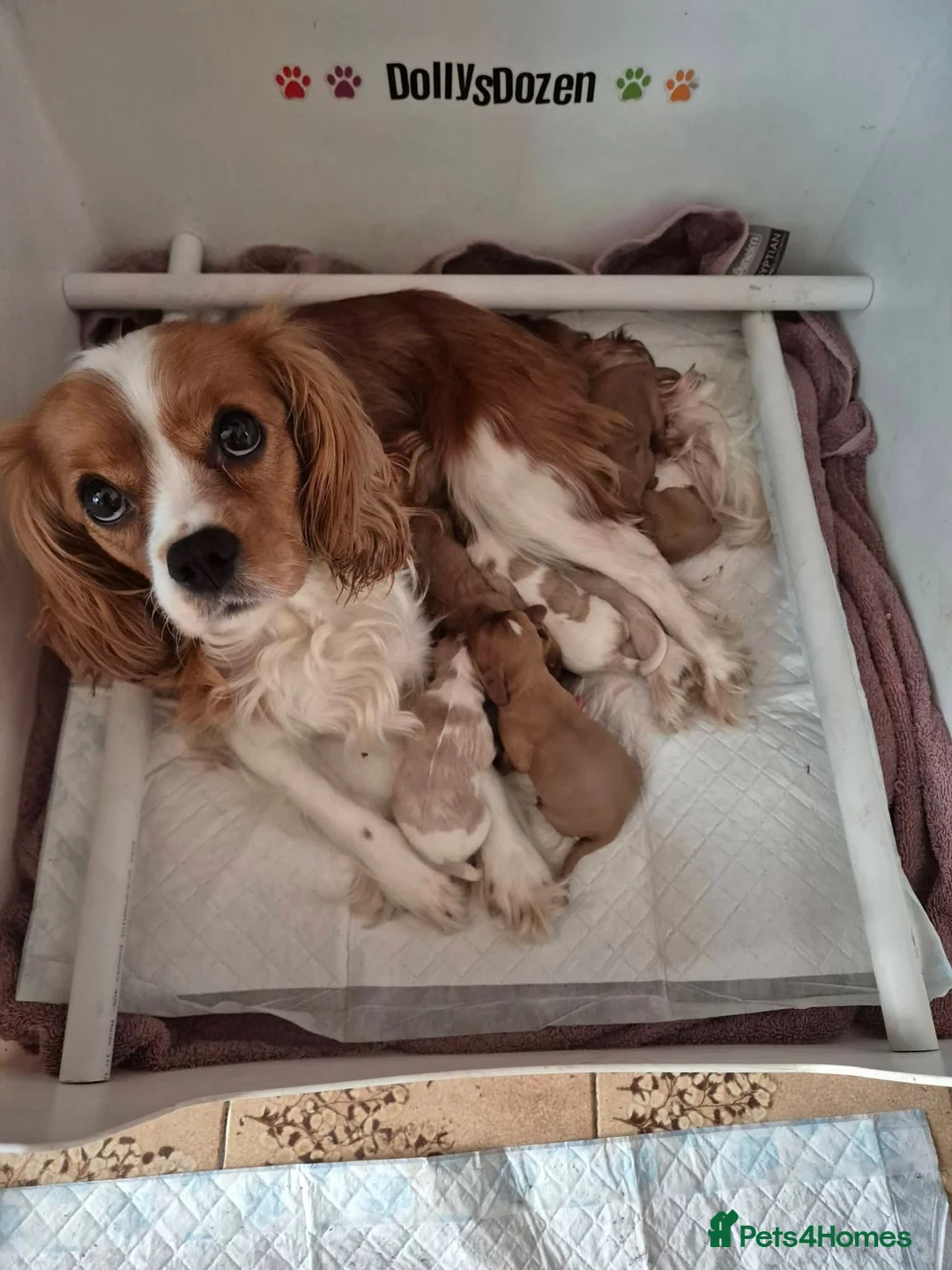 Cavalier King Charles Spaniel dogs for sale: Rkc reg Cavalier Puppies 2 x girls AVAILABLE  - Advert 2