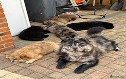 Chow Chow dogs for sale: 🩷🩵ONLY THREE GIRL chow chows left ready to go🩵 - Image 28