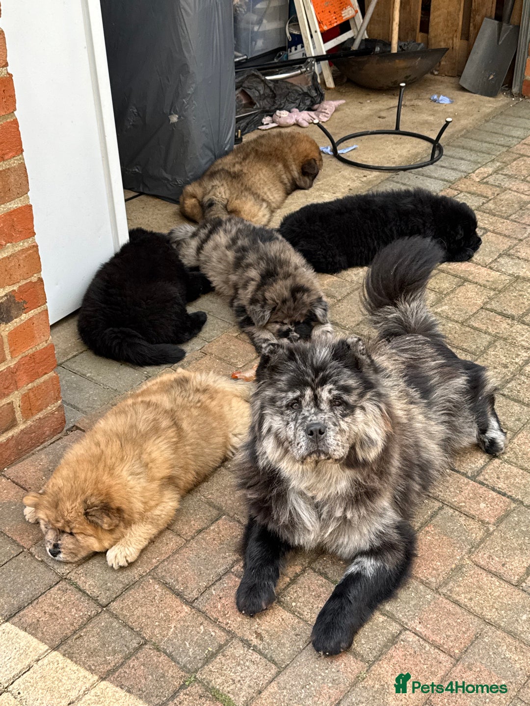 Chow Chow dogs for sale: 🩷🩵ONLY THREE GIRL chow chows left ready to go🩵 - Image 28