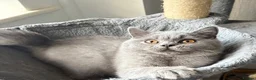 British Shorthair cats for sale: LAST BOY- Stunning British Shorthair Kitten  - Advert 2