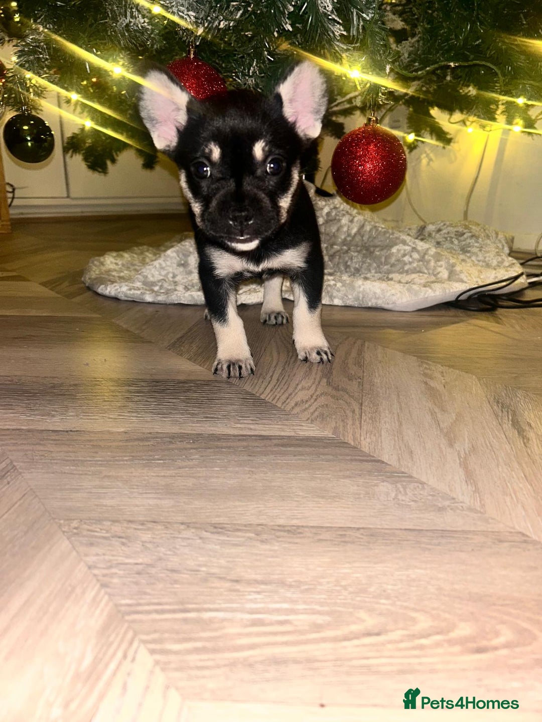 Mixed Breed dogs for sale: ❄️ Frenchski Sisters Looking for Loving families  - Advert 9