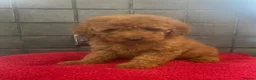 Miniature Poodle dogs for sale: Stunning Fox Red Minature Poodle Pups  - Advert 15