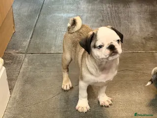 Pug dogs Amazing pink panda pug puppy - Advert 5